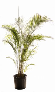 Palmeira Areca