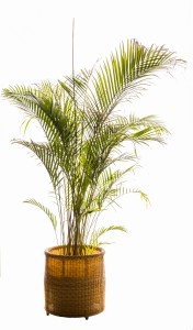 Palmeira Areca com cachepot